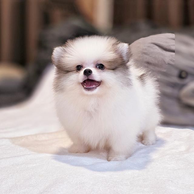 ปอร์เช่ ปอมแท้หนุ่มหล่อสีปาร์ตี้ขนแน่นฟอร์มหมี