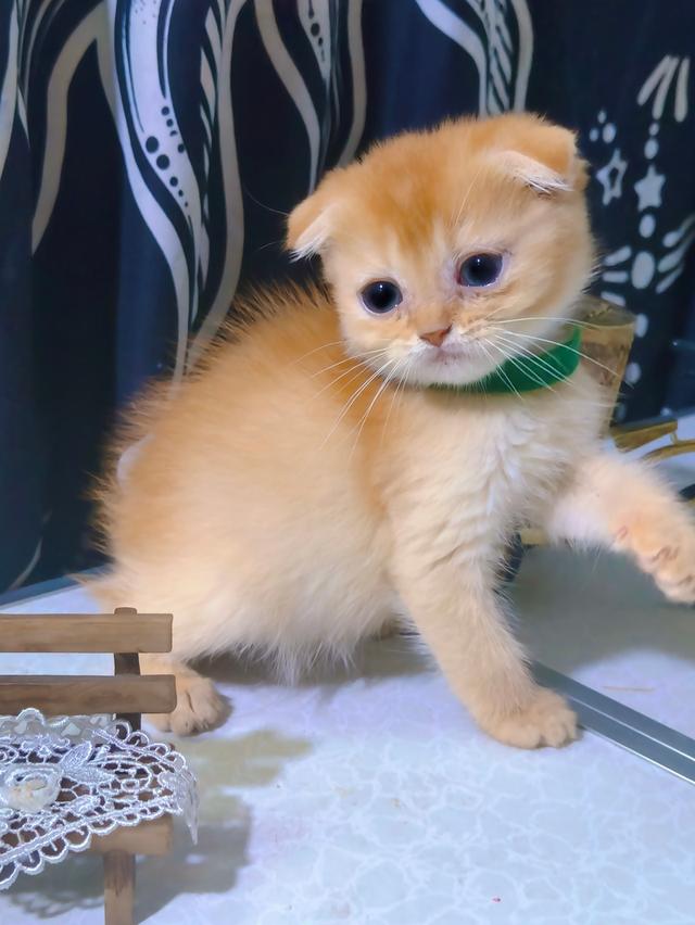 แมวส้มน่ารัก scottish