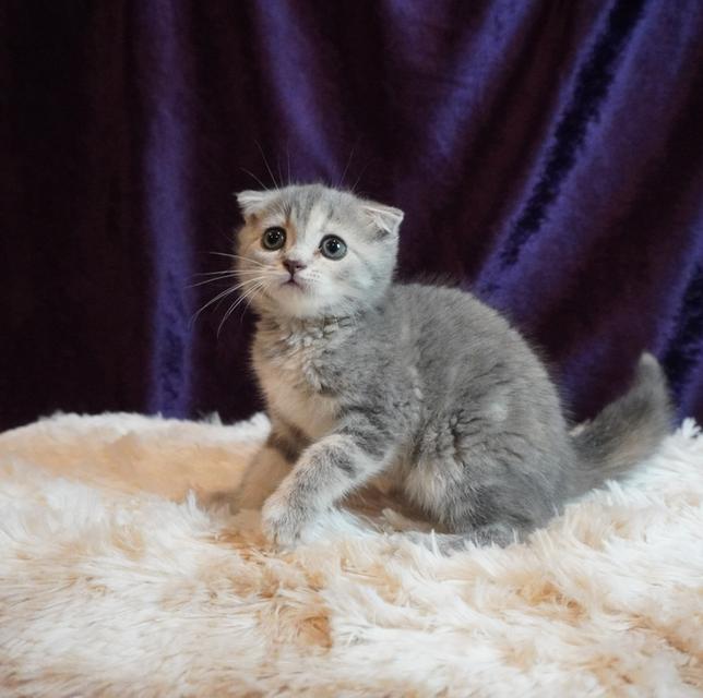 แมว Scottish Fold 4