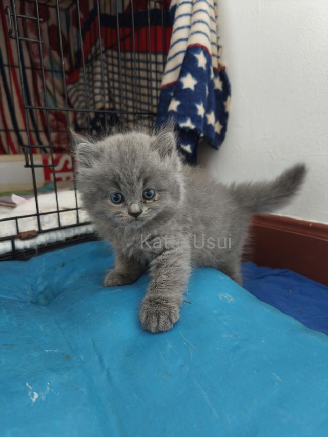 ลูกแมวเปอร์เซีย กทม ลาดพร้าว 6