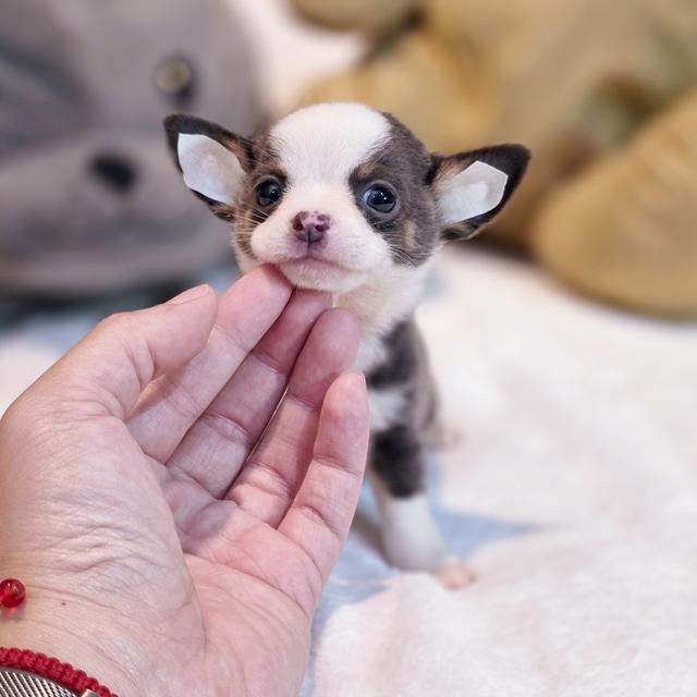 Chihuahuaขนสั้นหนุ่มหล่อน้องแฮร์รี่ตาโตขนสีเทา