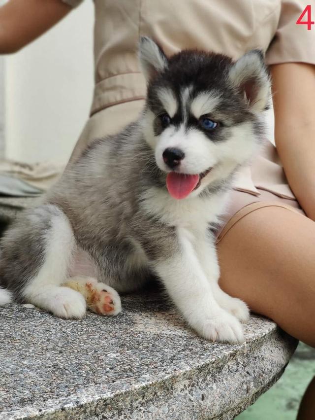 Siberian husky puppies available for Sale