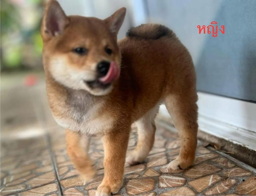 ลูกหมา Shiba หาผู้ปกครอง 6