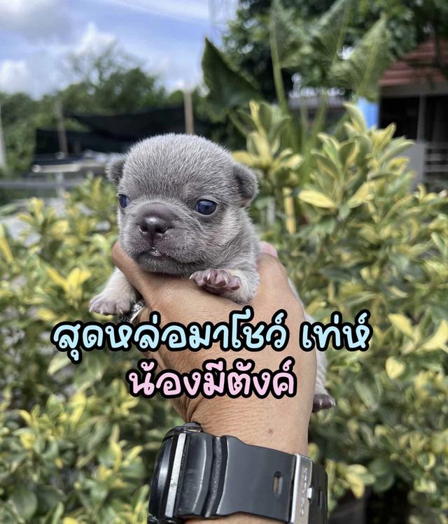เฟรนช์บลูด็อก ไลแลคเมอร์แทน ไลแลคแทน