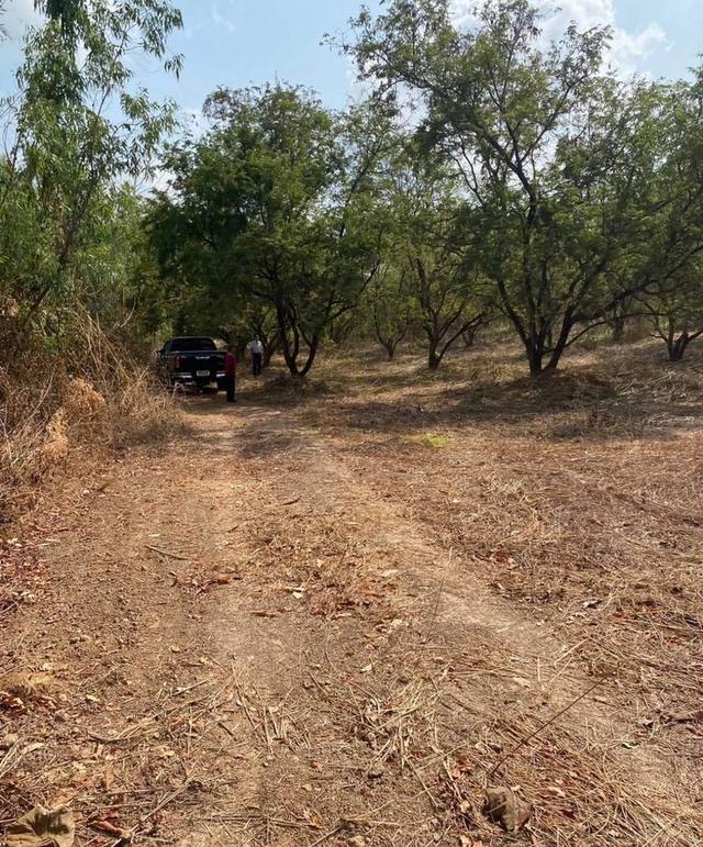 ที่ดิน 18 ไร่ ไร่ละ หนึ่งแสนบาทถ้วน มีต้นมะขามหวาน ประมาณ 400 ต้น เก็บผลผลิตได้ มกราคม 3