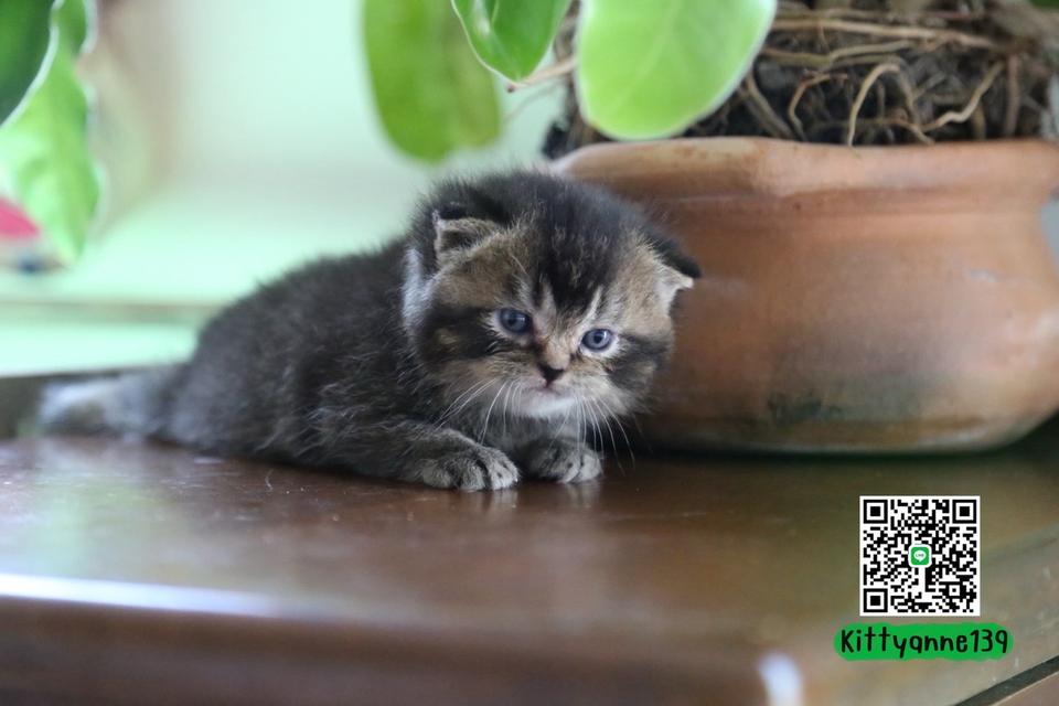 แมวเปอร์เซียผสมบริติชwcf รูปที่ 12