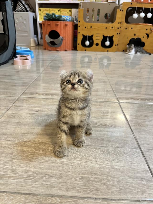 แมวหูบิน อเมริกันเคริล รูปที่ 5