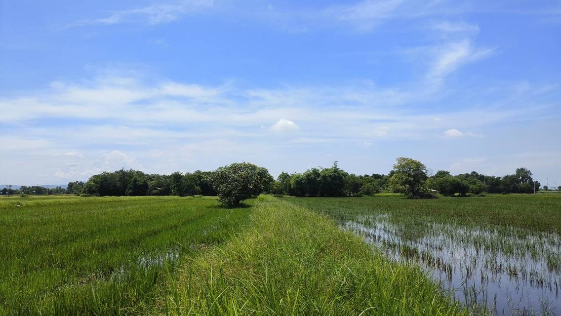 ที่ดินทำเลดี หนองจิก สระบุรี 8