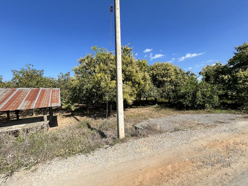 ขายที่ดิน สวนมะม่วงพร้อมให้ผลผลิต 3