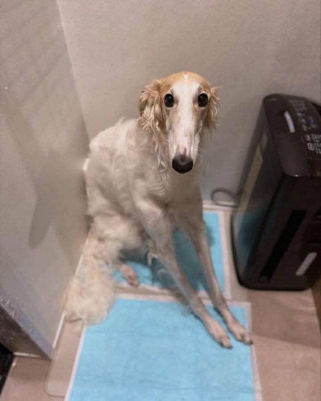 ขาย Borzoi ตัวเมีย พร้อย้ายบ้าน