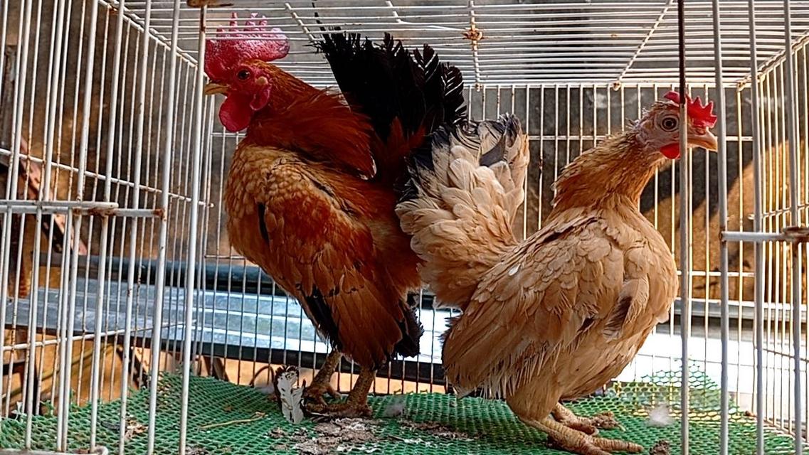 ไก่ซีไบร์ท