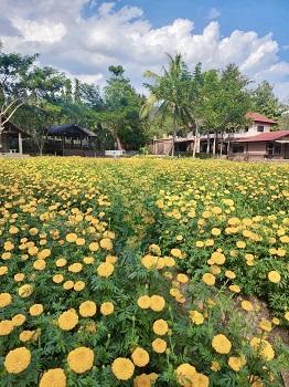 ที่ดิน พร้อม รีสอร์ต แม่ริม เชียงใหม่ บรรยากาศธรรมชาติ ติดภูเขา พื้นที่ 8-1-18.40 ไร่, เชียงใหม่ 1