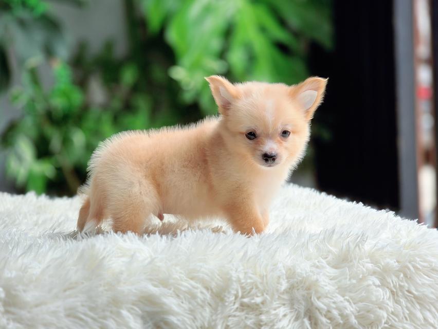 น้องจิ๊กโก๋ชิวาวาแท้ขนยาวเพศผู้สีครีม