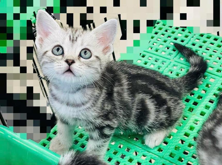 America short-hair kittins WhatsApp me : +66 63 826 3042 รูปย่อยที่ 2