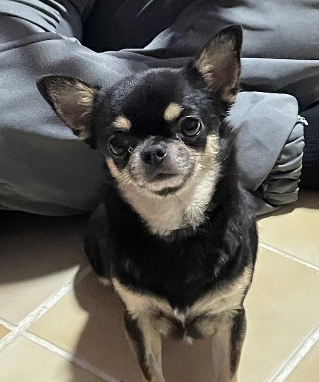 Chihuahua 