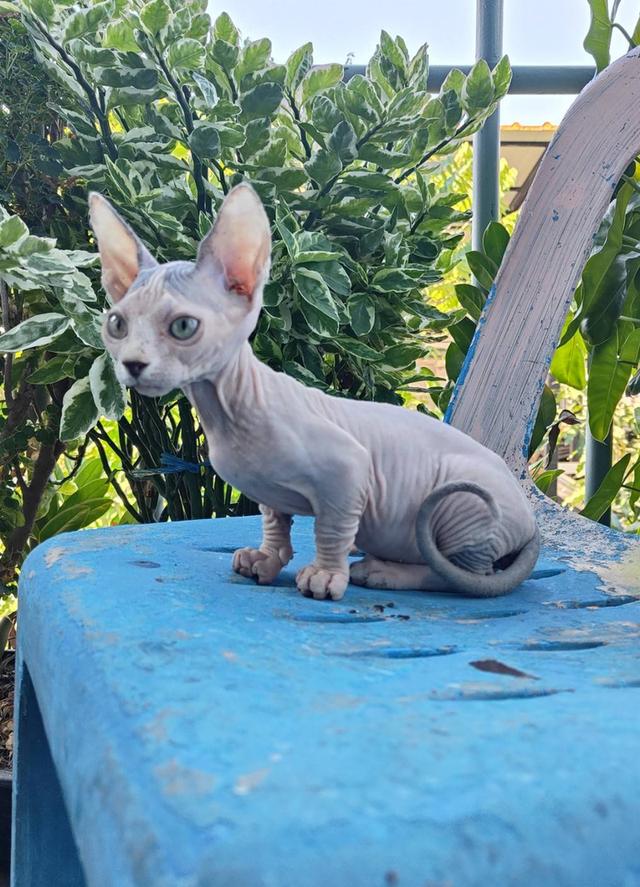 แมวสฟิงซ์ขาสั้นสายพันธ์แมมบิโน่ 4