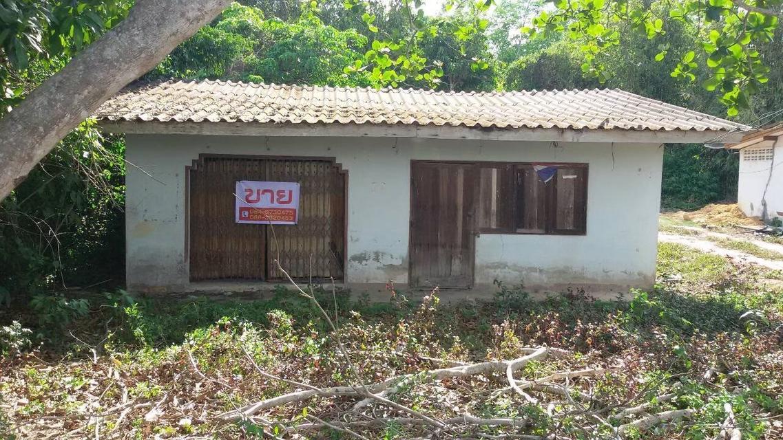 ขายที่ดินบ้าน ม.6 บ้านมะกรูด โคกโพธิ์ ปัตตานี 14