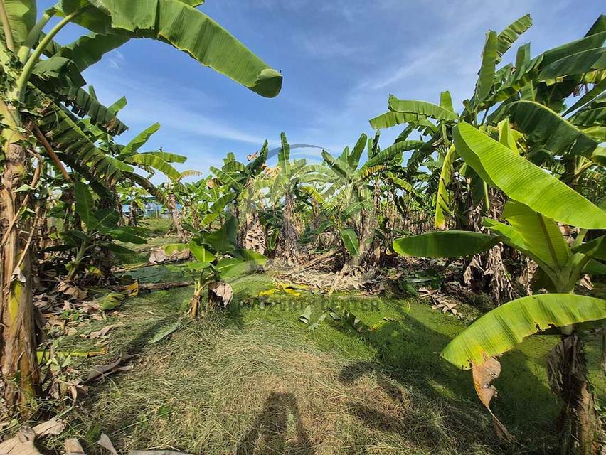 ขาย ที่ดินเปล่า 1-1-33 ไร่ ( 533 ตร.ว. ) ซ.บึงบอน 11 ถ.รังสิต-นครนายก  จ.ปทุมธานี  6