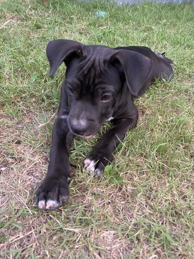 3 month old standard bully for sale รูปที่ 3