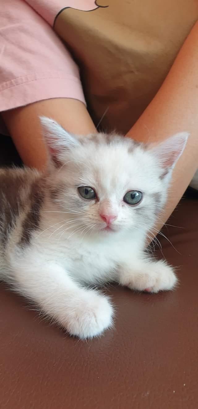 แมวโคราช​ น้องมีสีเทาอมขาวดวงตาสีอ่อน​ 3