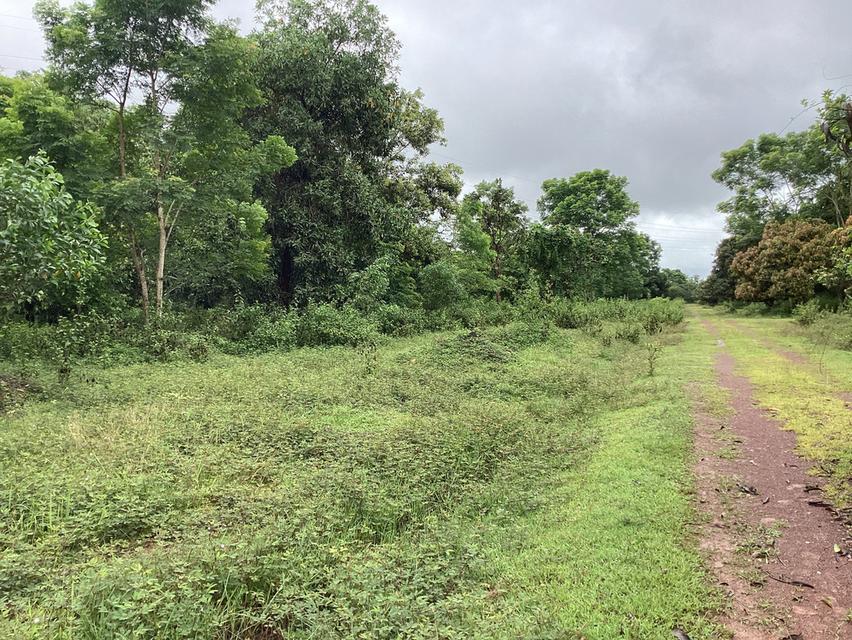 ที่ดินทำเลทอง!ติดถนนเมนหลักใกล้มหาลัยนครพนม 13