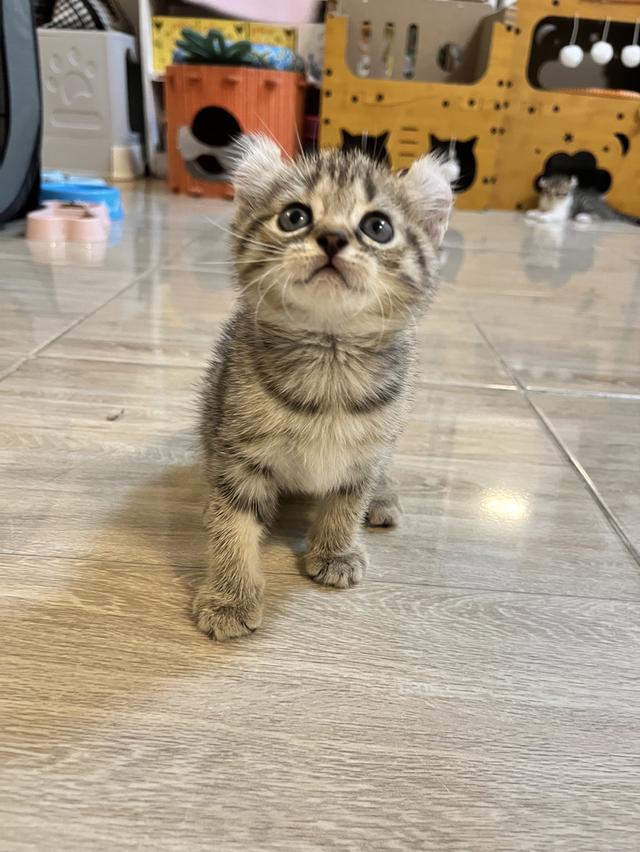 แมวหูบิน อเมริกันเคริล รูปที่ 4