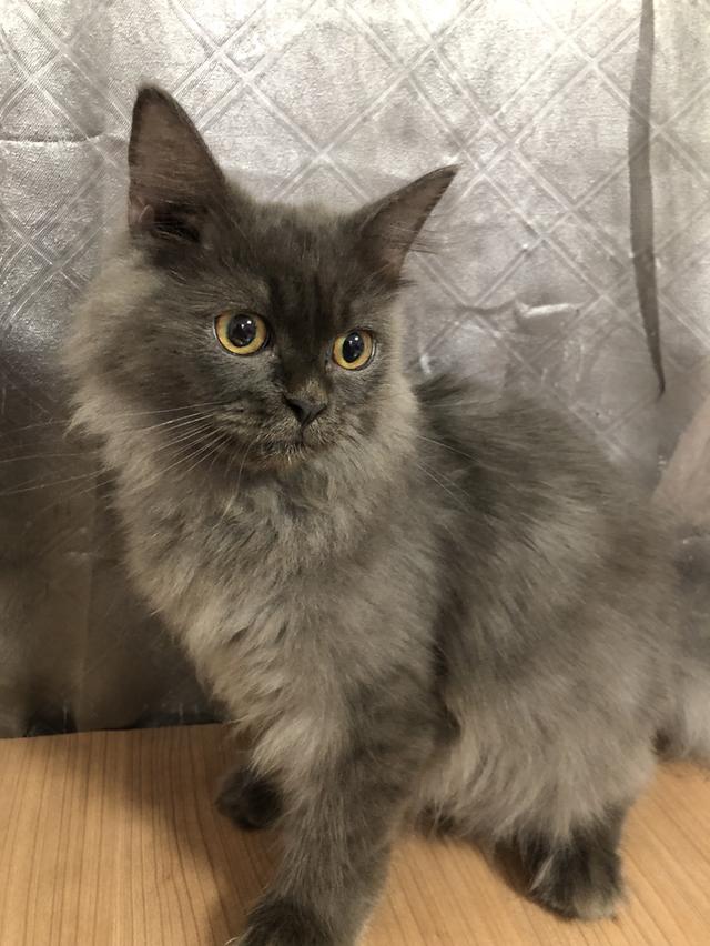 น้องแมวพันธุ์ หิมาลายันผสมชินชิล่า เพศผู้