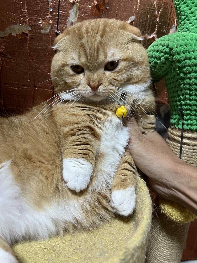 มัสกิชหูพับ 3