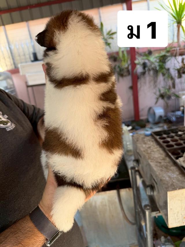 บางแก้วแท้ พ่อแม่สายประกวด เชื้อดี รู้ความสุดๆ #พร้อมใบเพ็ดชมรมบางแก้วประเทศไทย TBC สนใจทักได้ครับ 9