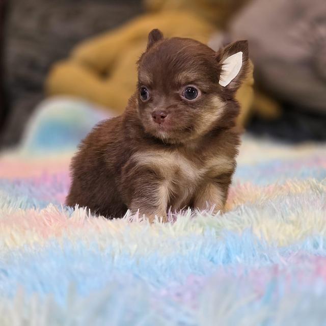 Chihuahuaขนยาวสีช็อค 5