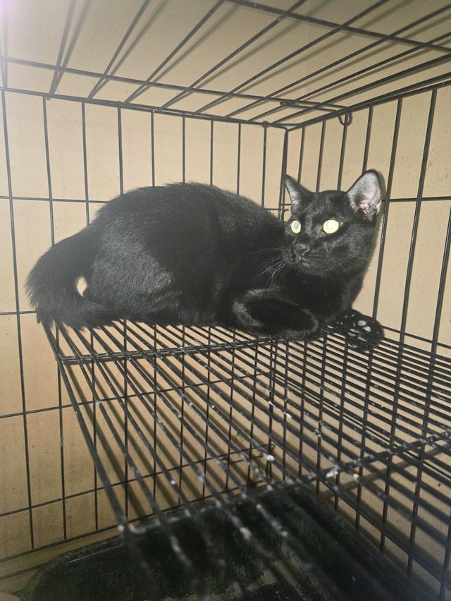 แมวโกญจา 6