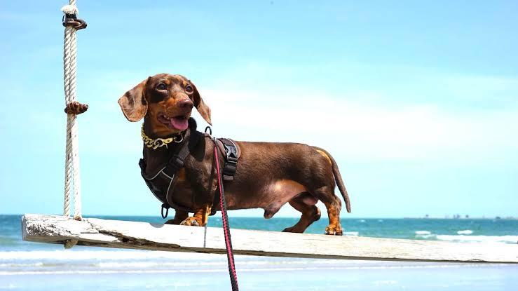 มินิดัชชุน ครอบครัวสิงโต Rabbit&Miniature Dachshund Thailand 2