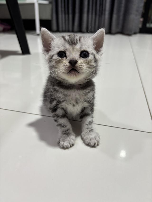 ลูกแมวพันธุ์ American Shorthair 4