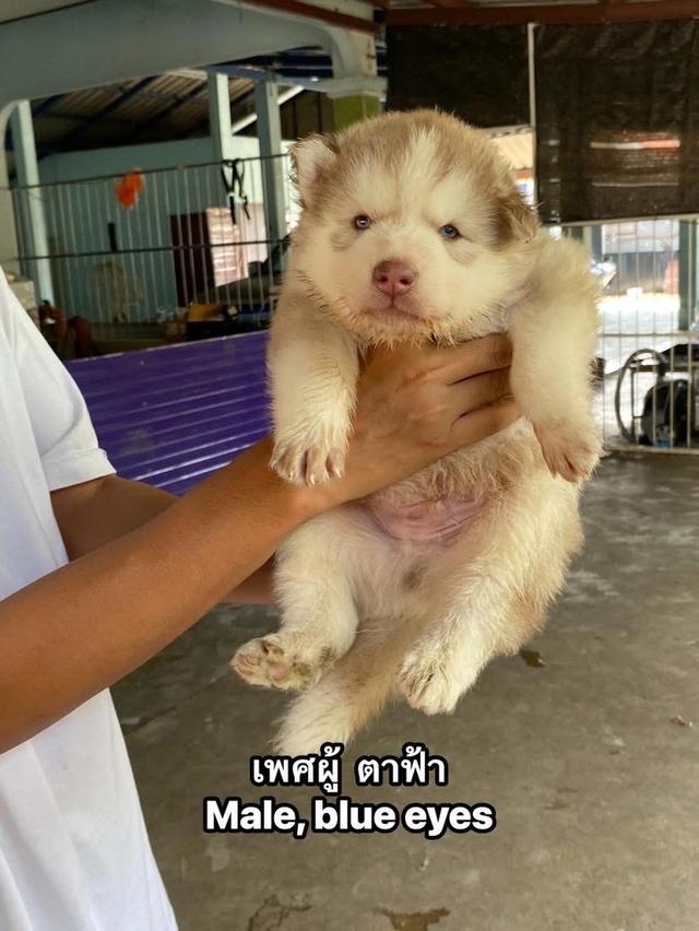 ไซบีเรียนวูดลี่โค้ช ชาย1หญิง1 รูปย่อยที่ 4