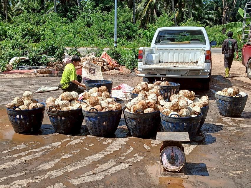 ขายสวนปาล์มสวนยาง โฉนด 25 ไร่ สะพลี ปะทิว ชุมพร 8