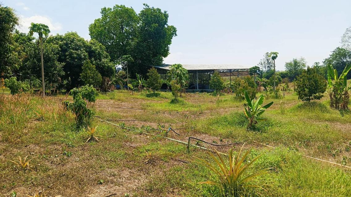 ขายที่ดินจังหวัด พิษณุโลกพร้อมสวน วิวเขา จำนวน 80 ไร่! ใกล้แหล่งท่องเที่ยว  14