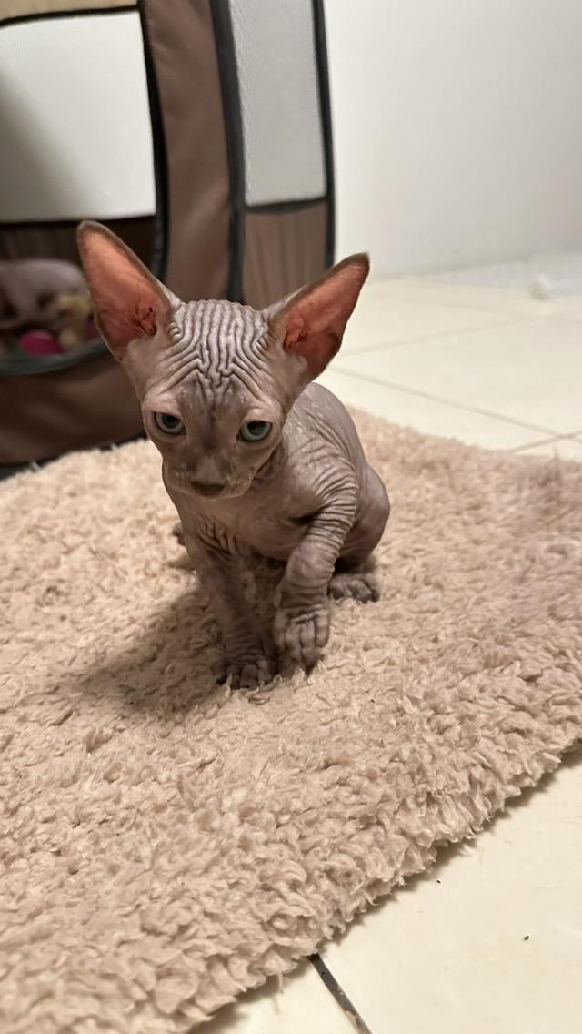 Sphynx แมวสฟิงซ์ (Lady)