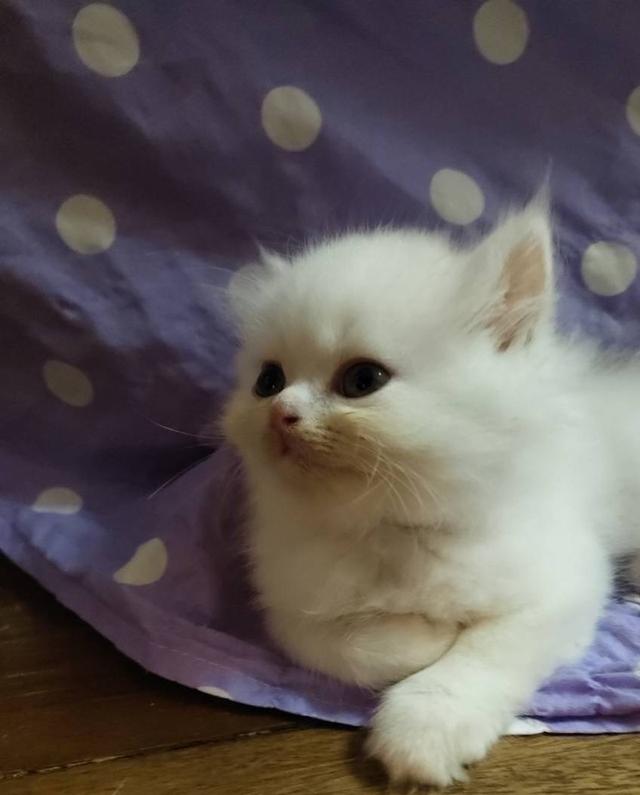 ❌ติดจอง ลูกแมวเปอร์เซีย น้องสีขาว ตาฟ้า  น่ารักขึ้อ้อน ฟอรม์หมีขนแน่น 2 เดือนนิดๆฝึกง่าย รูปที่ 12