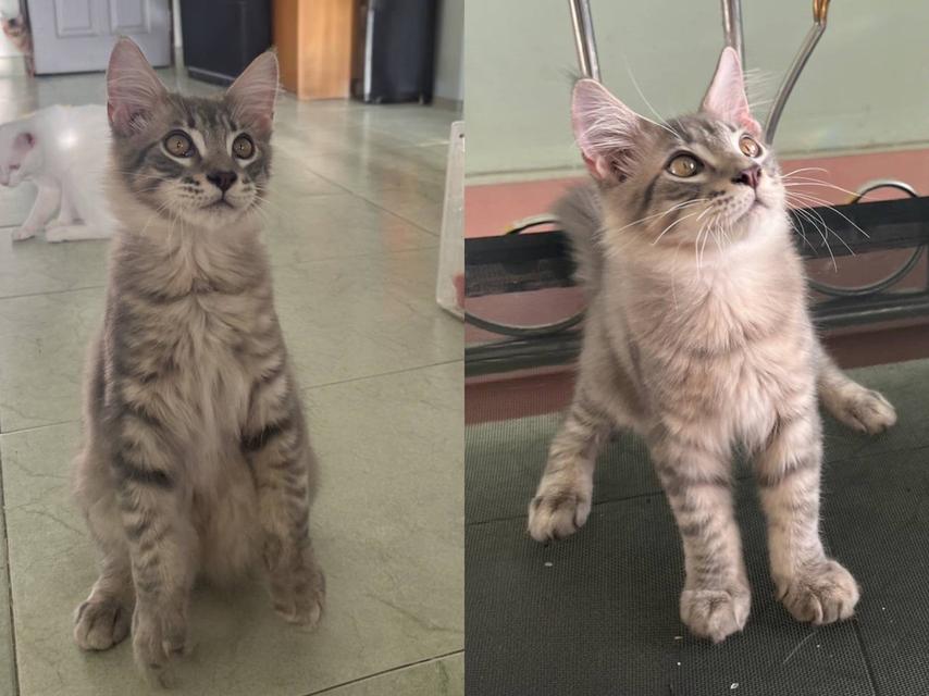 เเมว