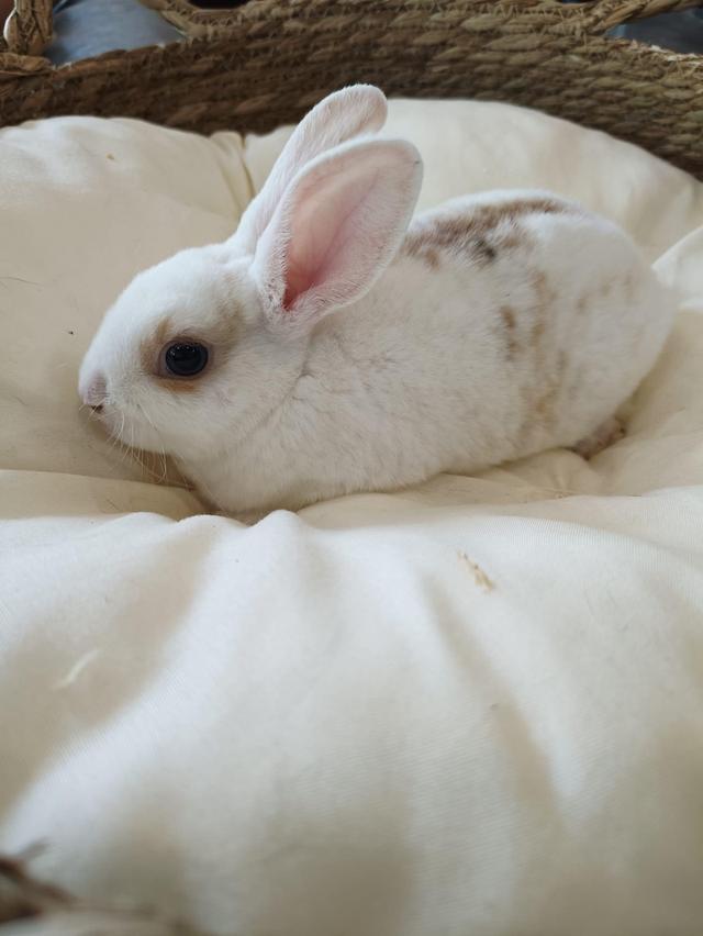  กระต่ายมินิเร็กซ์ สีขาวนวล น่ารักสุดๆ 1