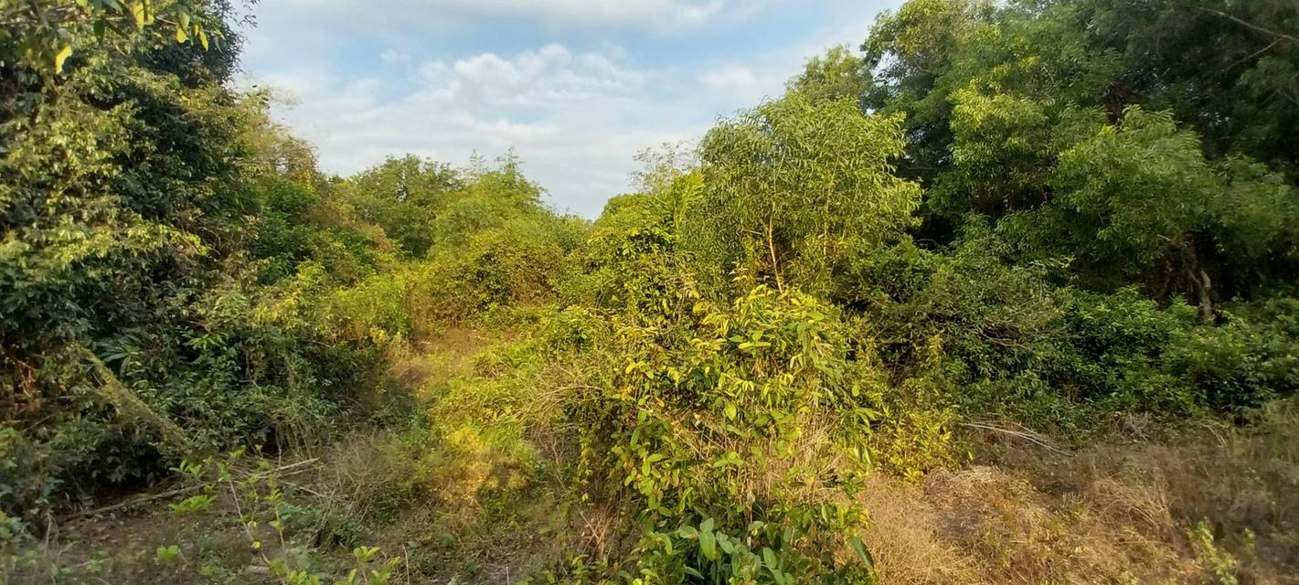 ที่ดินเปล่า จำนวน 1 ไร่ 4