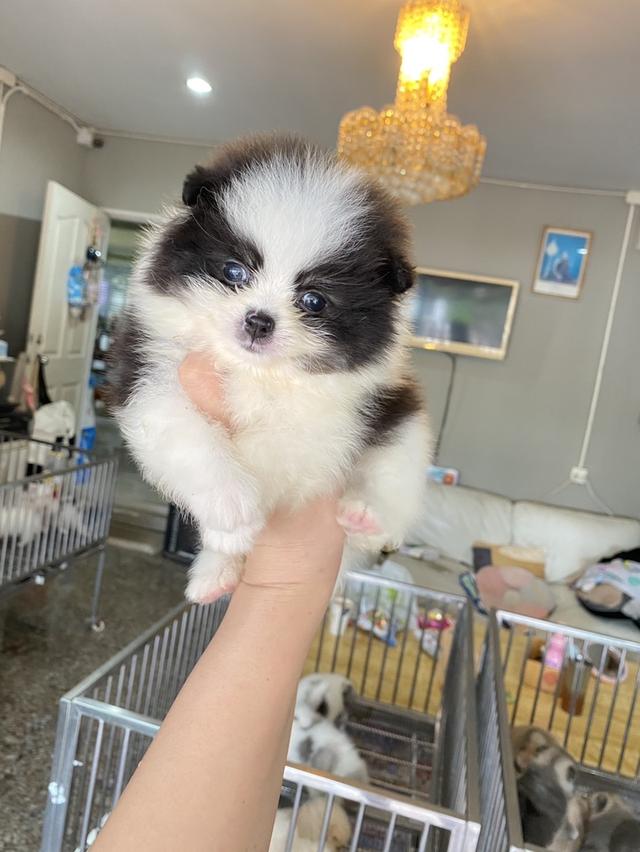 ปอมแท้ พร้อมย้ายบ้าน