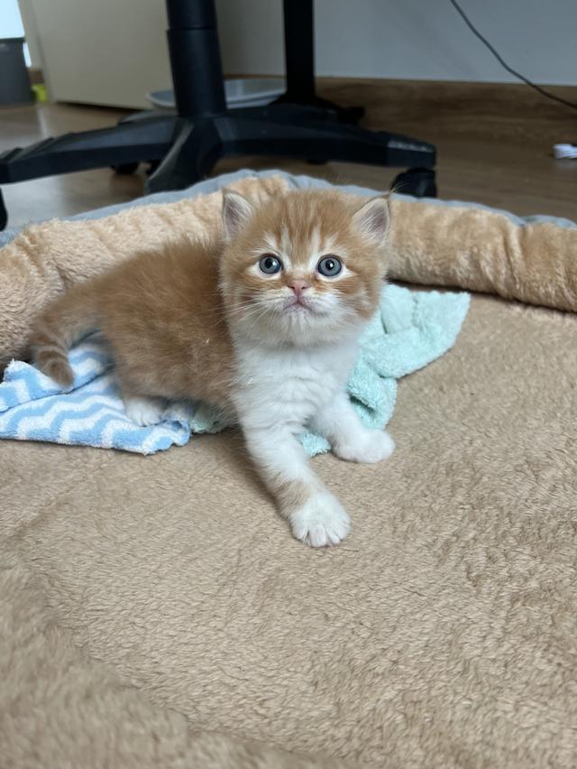 ด.ช ส้ม น้องเกิด 29/10/68 พร้อมย้ายบ้านค่ะ กินอาหารเม็ดได้แล้ว เข้ากับบ่าทรายเป็นแล้วค่ะ เลี้ยงระบบปิด