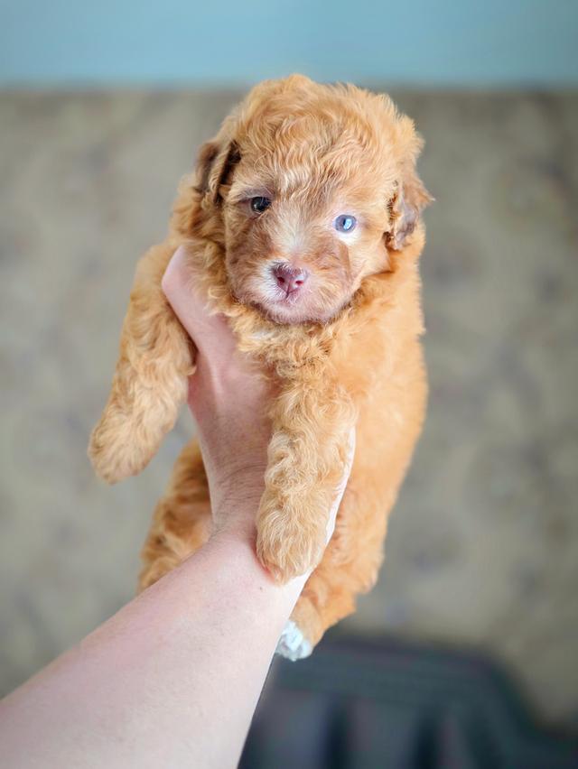 พุดเดิ้ลทอยแท้เพศเมีย รูปที่ 5