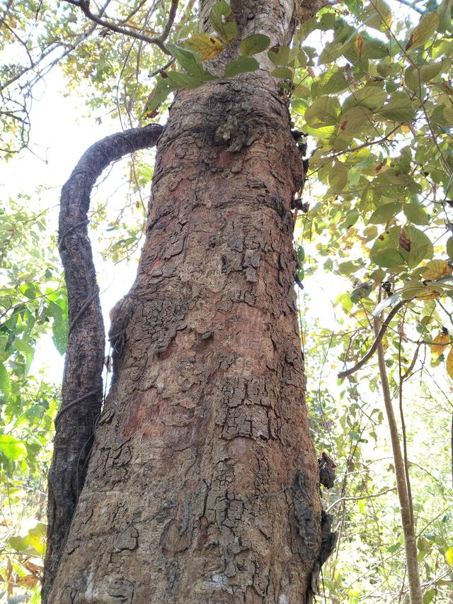 ด่วนขายที่ดิน13ไร่เศษฉโนดครุฑแดงโอนฟนีไม่มีค่าใช้จ่ายต่อรองราคาได้เจ้าของขายเอง 13