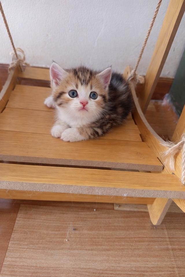 เปิดจองลูกแมว สก็อตติชแท้ รูปที่ 3