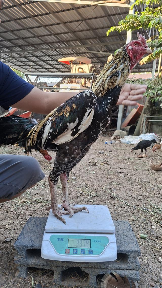 ซุ้มไก่ชน ป่าก๋อย คชินทร์ฟาร์ม รูปที่ 12