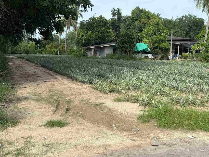 ขายที่ดินมาบข่า 3 ไร่ ติดถนนลาดยาง ใกล้ถนนกระทิงลาย-ปลวกเกตุุ36-800เมตร อ.นิคมพัฒนา ระยอง 1