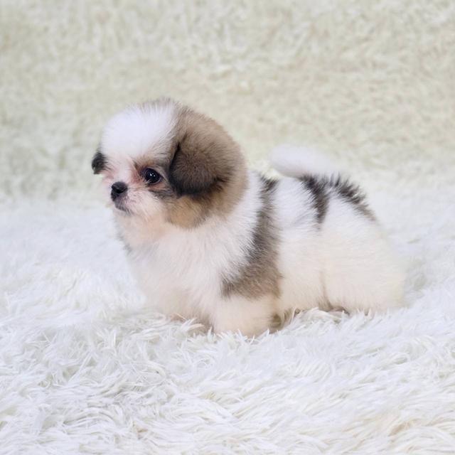 ชืิสุผสมปอม เพศผู้ พร้อมย้ายบ้าน 4