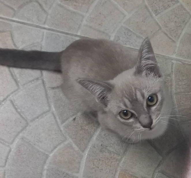 แมว พันธ์ผสม วิเชียรมาศ กะ สก็อตติส รูปที่ 7